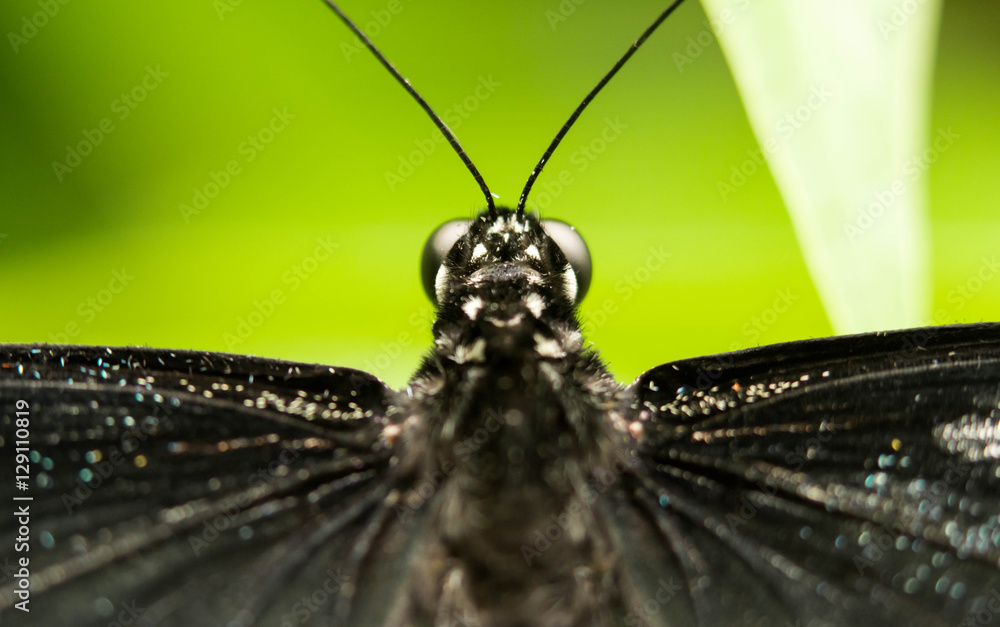 Naklejka premium blue swallowtail butterfly