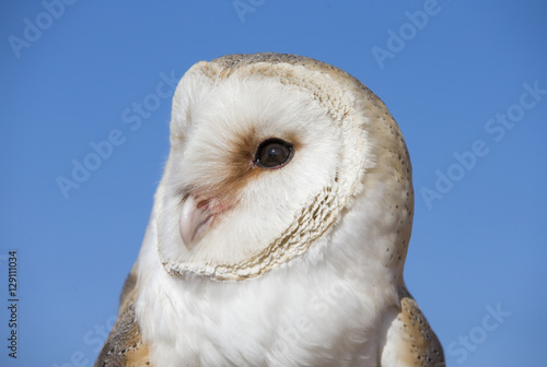Barn owl on a glove in a desert near Dubai