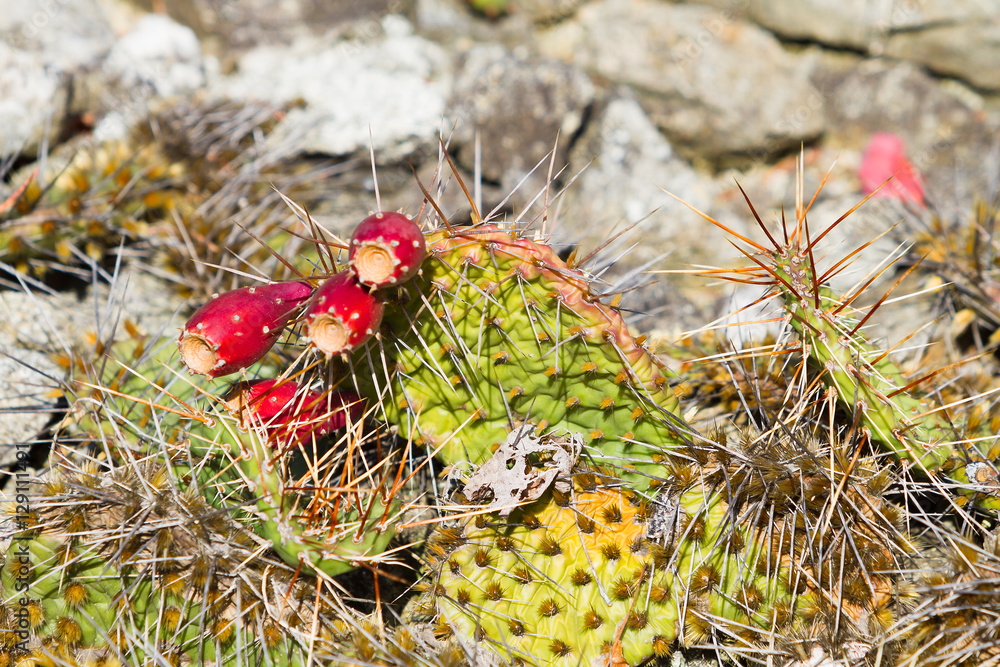 green cactus in nature