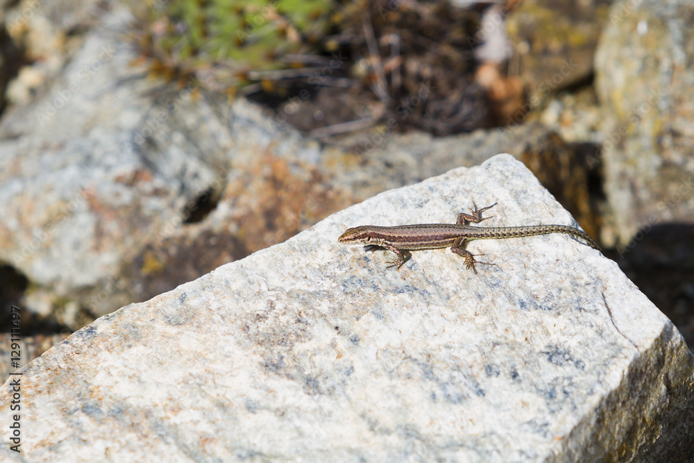Little lizard on rock