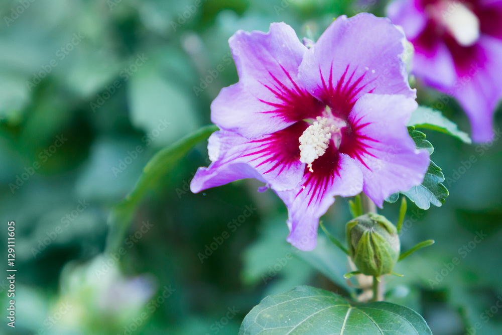 Lovely flowers blooming among green lush leaves