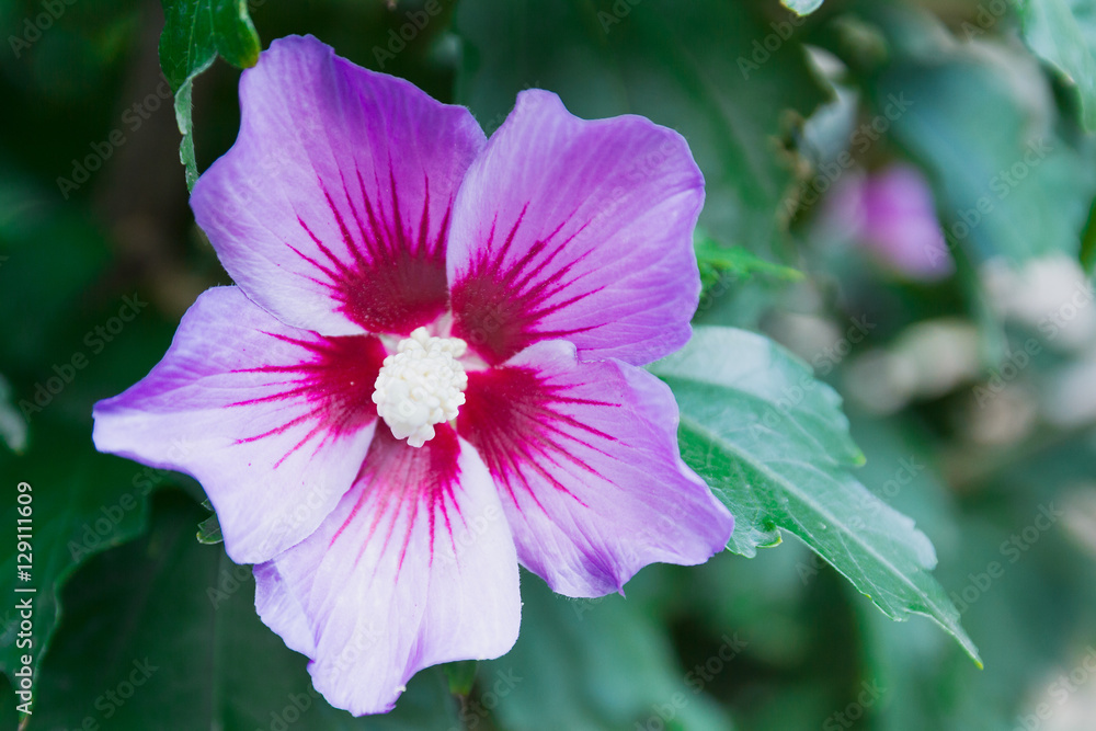 Lovely flowers blooming among green lush leaves