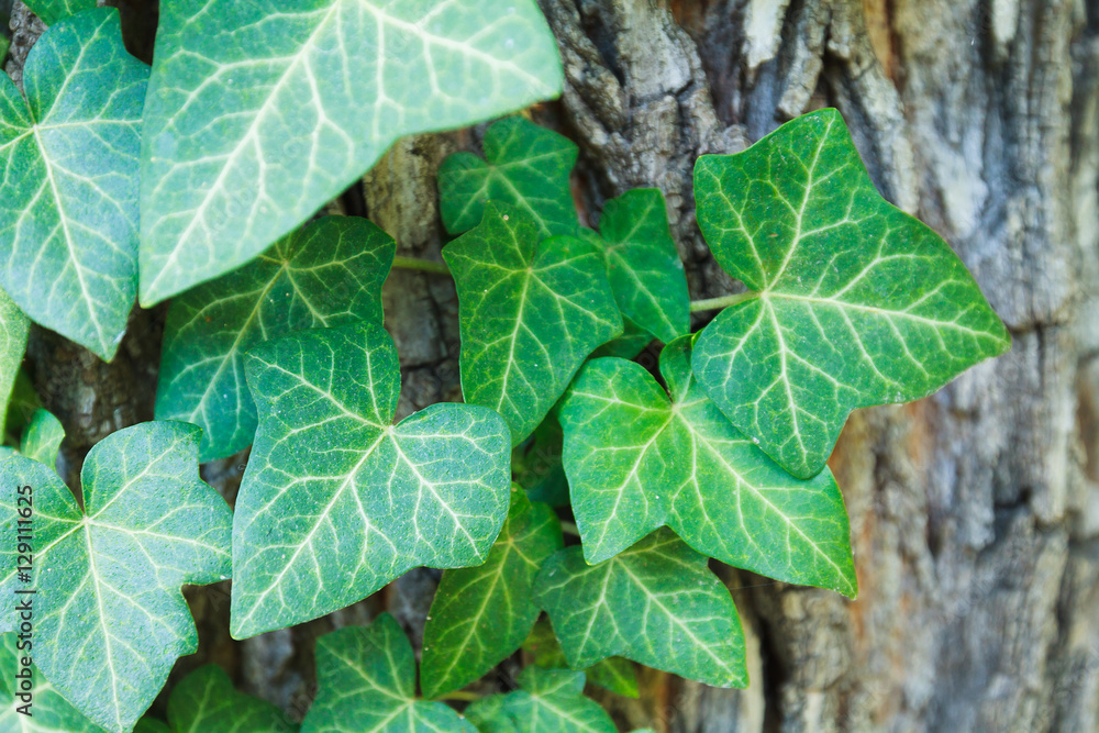 Close up of leaves on vine wrapping around tree trunk