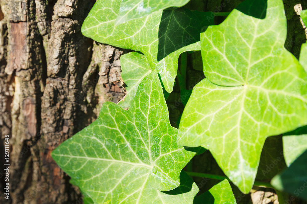 Close up of leaves on vine wrapping around tree trunk