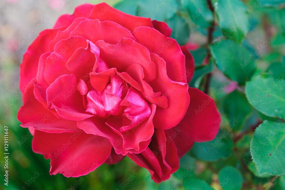 Lovely flower blooming among green lush leaves
