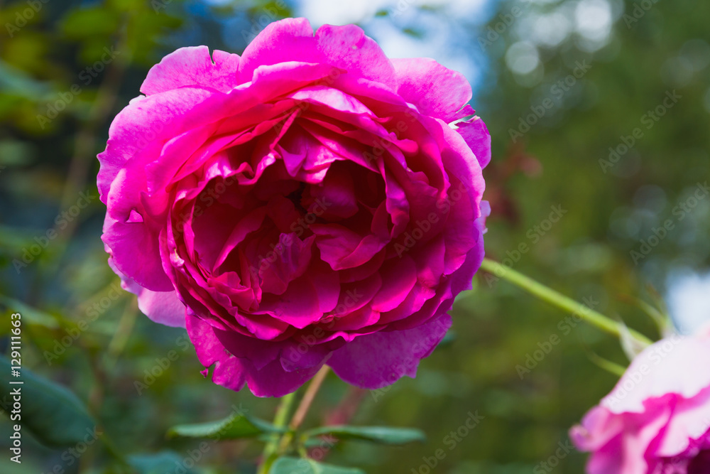 Lovely flower blooming among green lush leaves