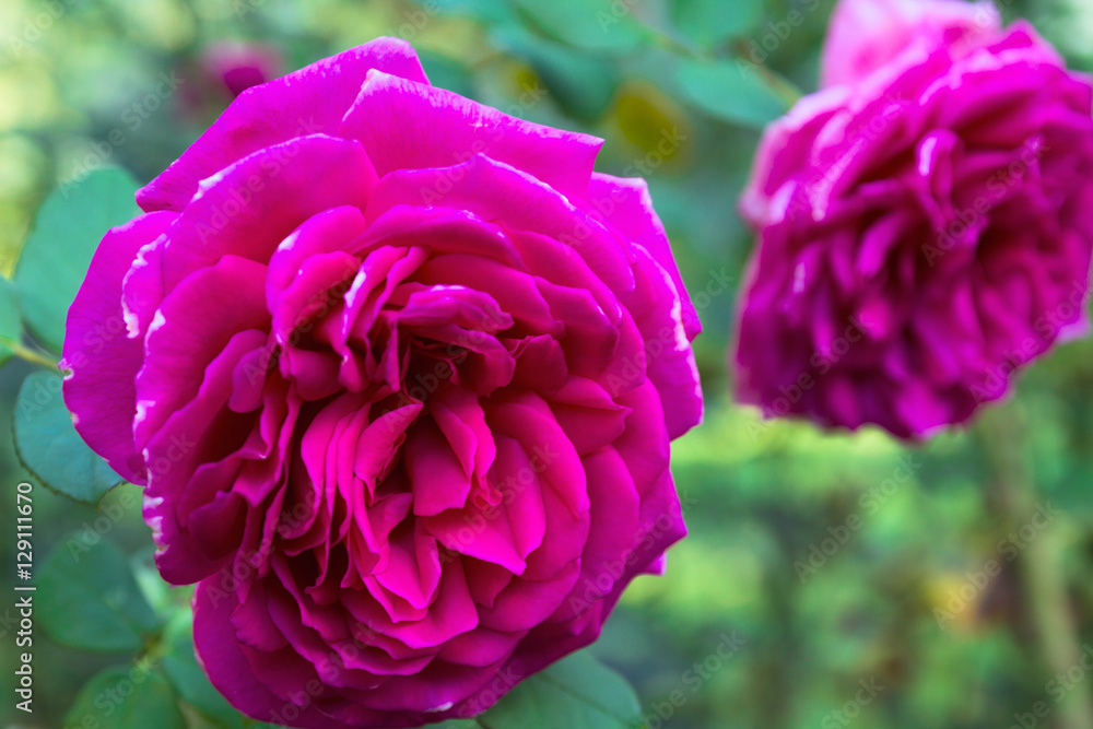 Lovely flower blooming among green lush leaves