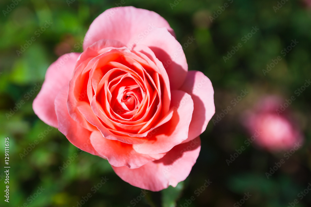 Lovely flower blooming among green lush leaves Lovely flower blooming among green lush leaves