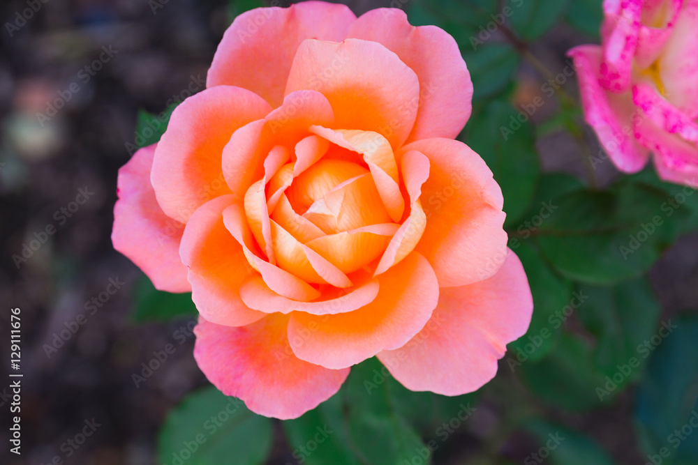 Lovely flower blooming among green lush leaves