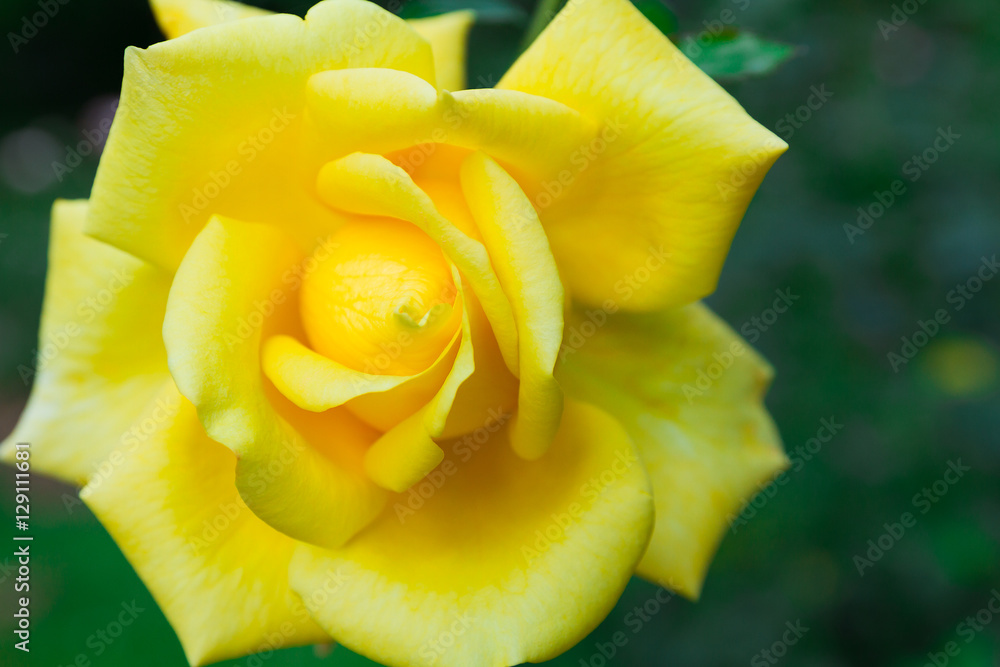 Lovely yellow flower blooming among green lush leaves