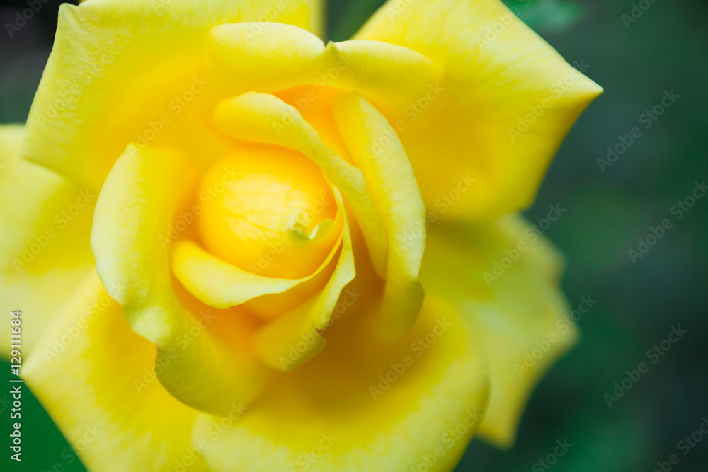 Lovely yellow flower blooming among green lush leaves