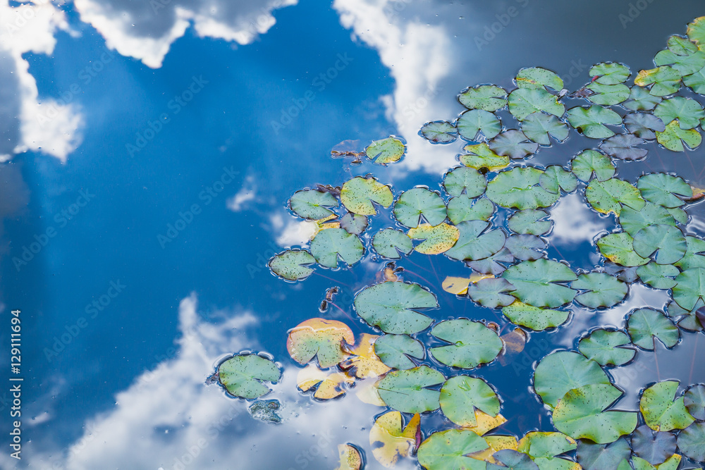 Waterlily pond with sky reflection