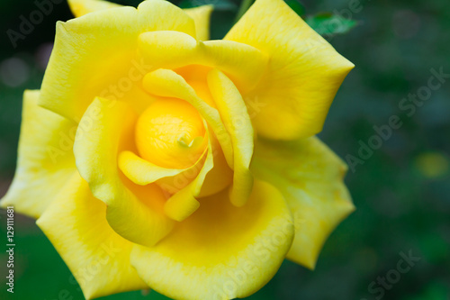Obraz na płótnie Lovely yellow flower blooming among green lush leaves w salonie