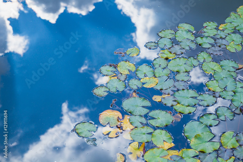 Obraz na płótnie Waterlily pond with sky reflection w salonie