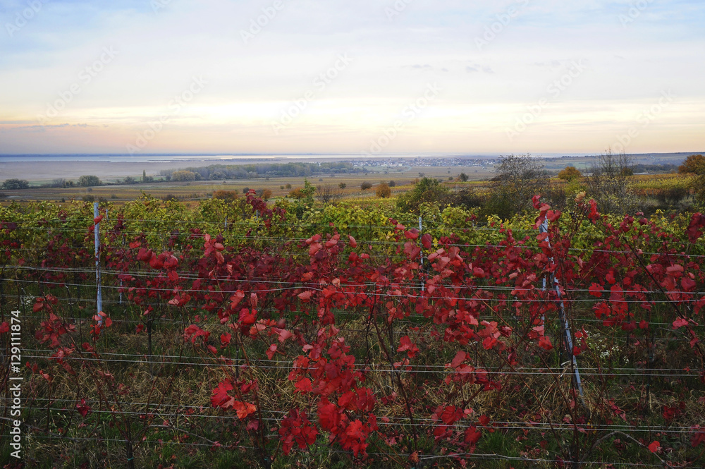 Rote Blätter im Weingarten im Herbst