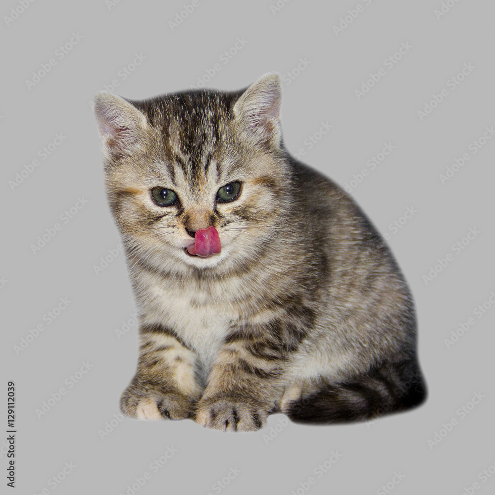 Kitten licked by the tongue. Pink tongue cute cats. Home small delicate animal. Striped kitten on isolated grey background. 