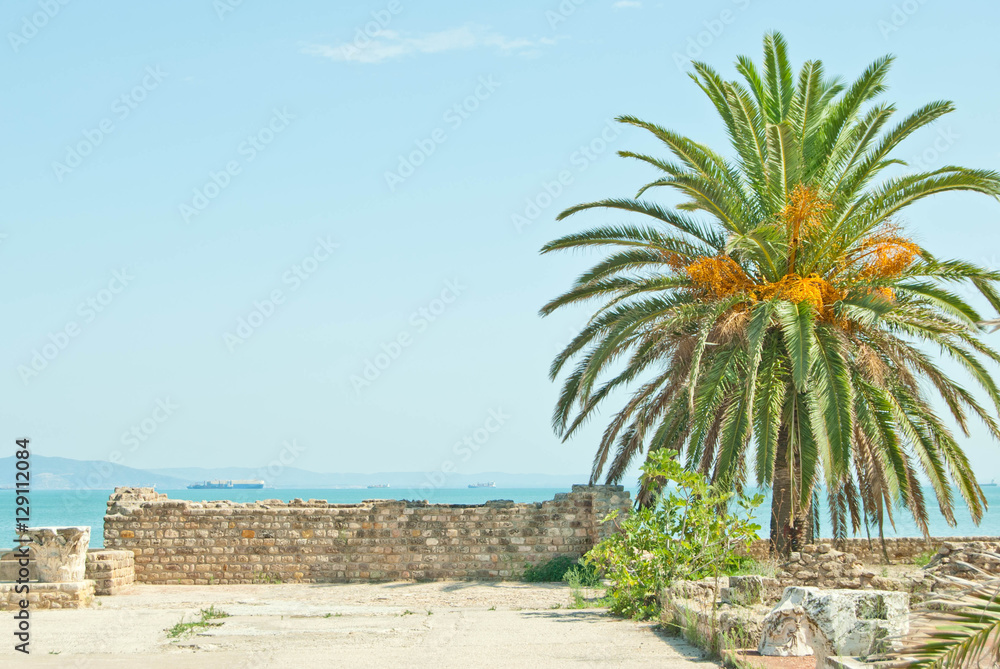 date palm and ruins at Tunis Africa