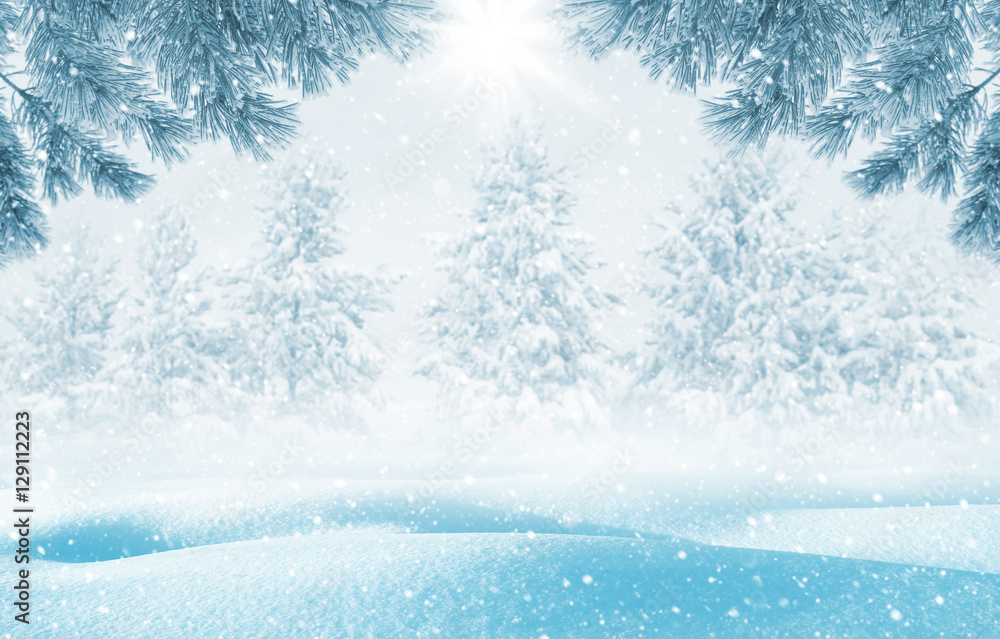 Winter bright background. Christmas landscape with snowdrifts and pine branches in the frost. Winter bright background. Christmas landscape with snowdrifts and pine branches in the frost.