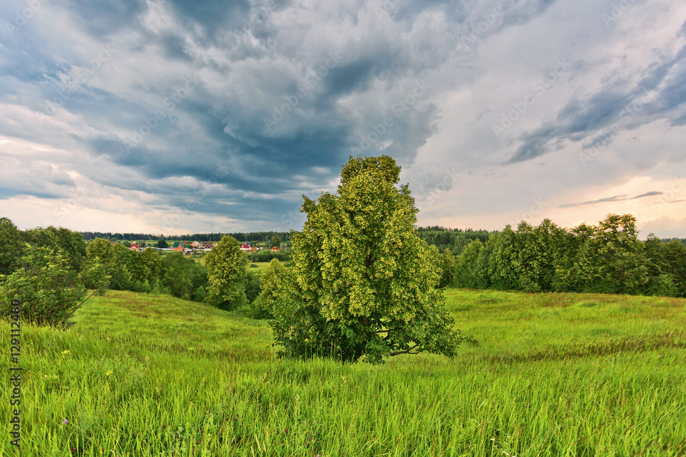 Fototapeta premium gloomy sunset in field