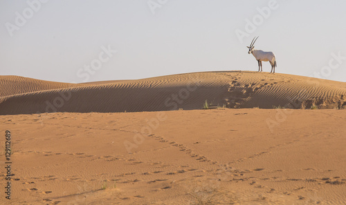 Arabian oryx in a desert near Dubai © katiekk2