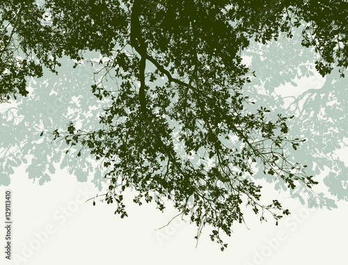 oak branches in the summer