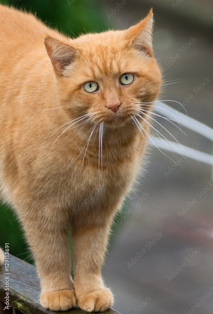 Big ginger cat walking on  fence