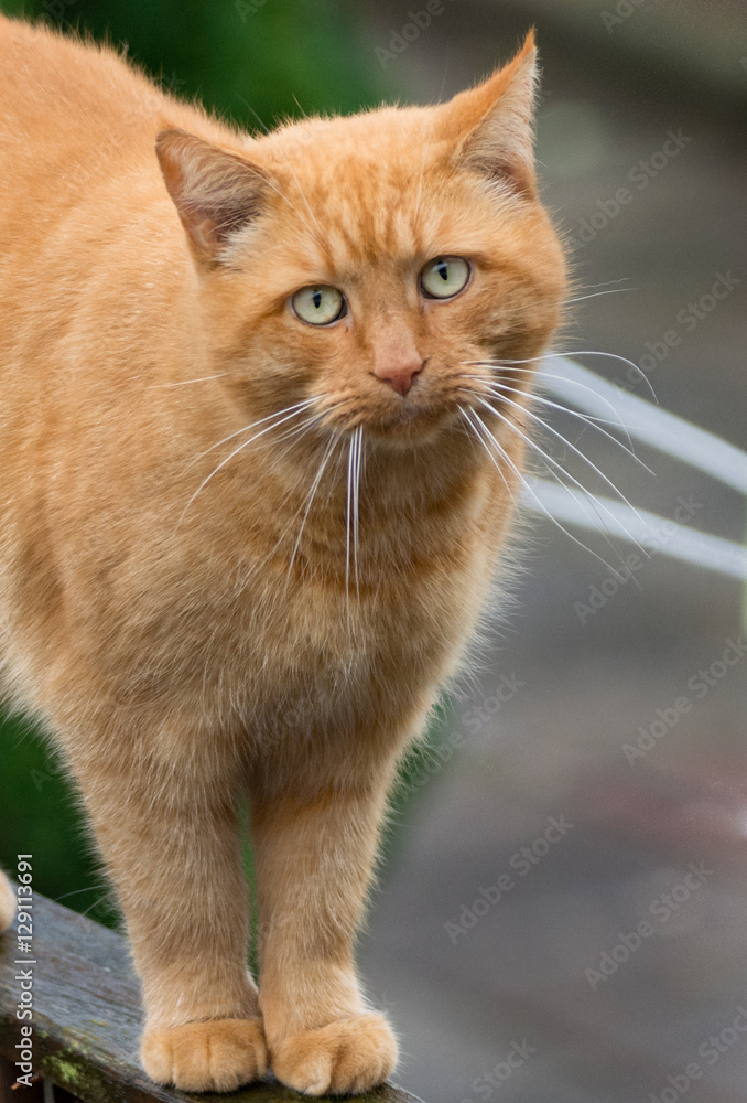 Big ginger cat walking on fence Big ginger cat walking on fence