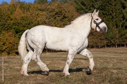 Portrait of nice percheron horse photo