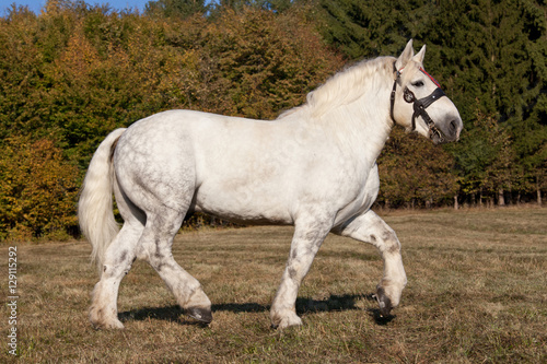 Obraz na plátně Portrait of nice percheron horse