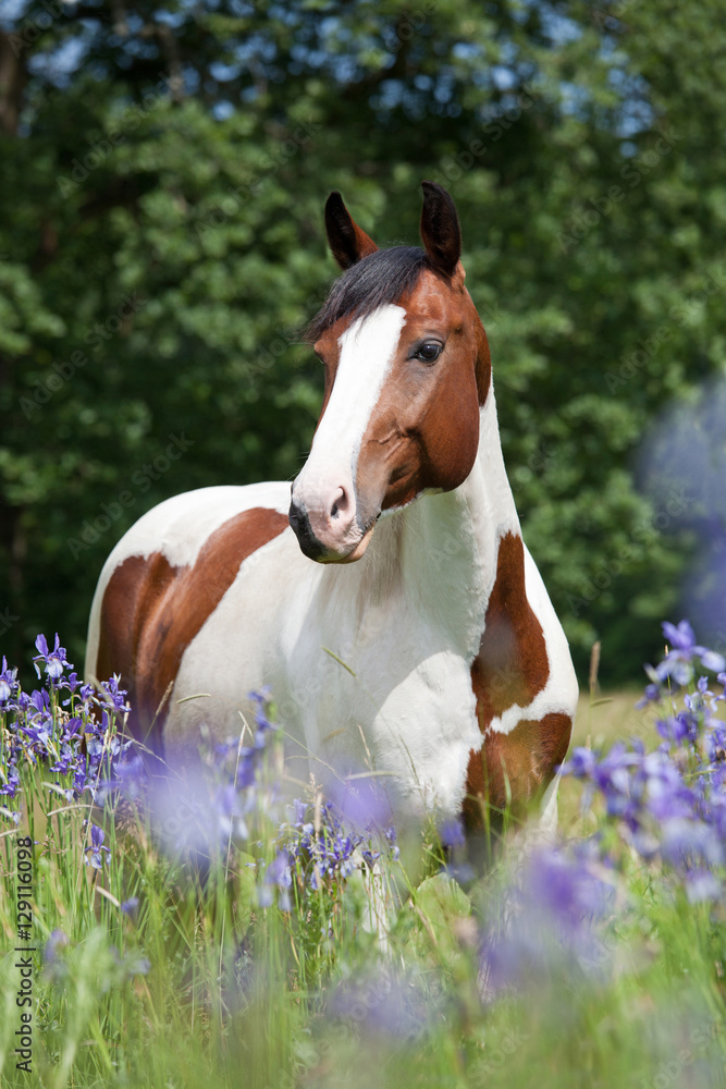 Fototapeta premium Portrait of nice paint horse in blooming meadow