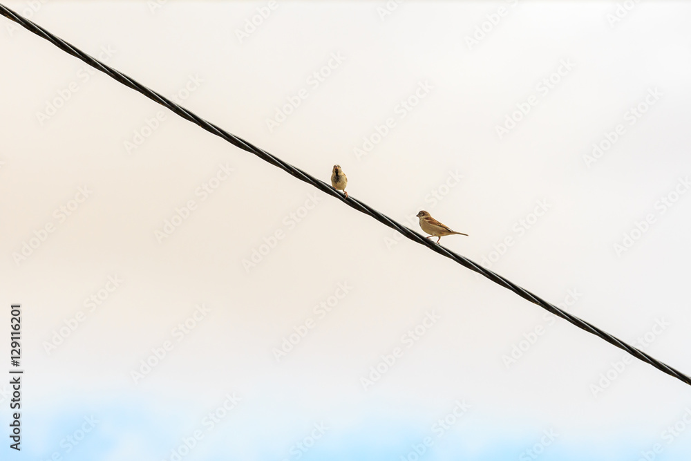Two sparrows Two sparrows