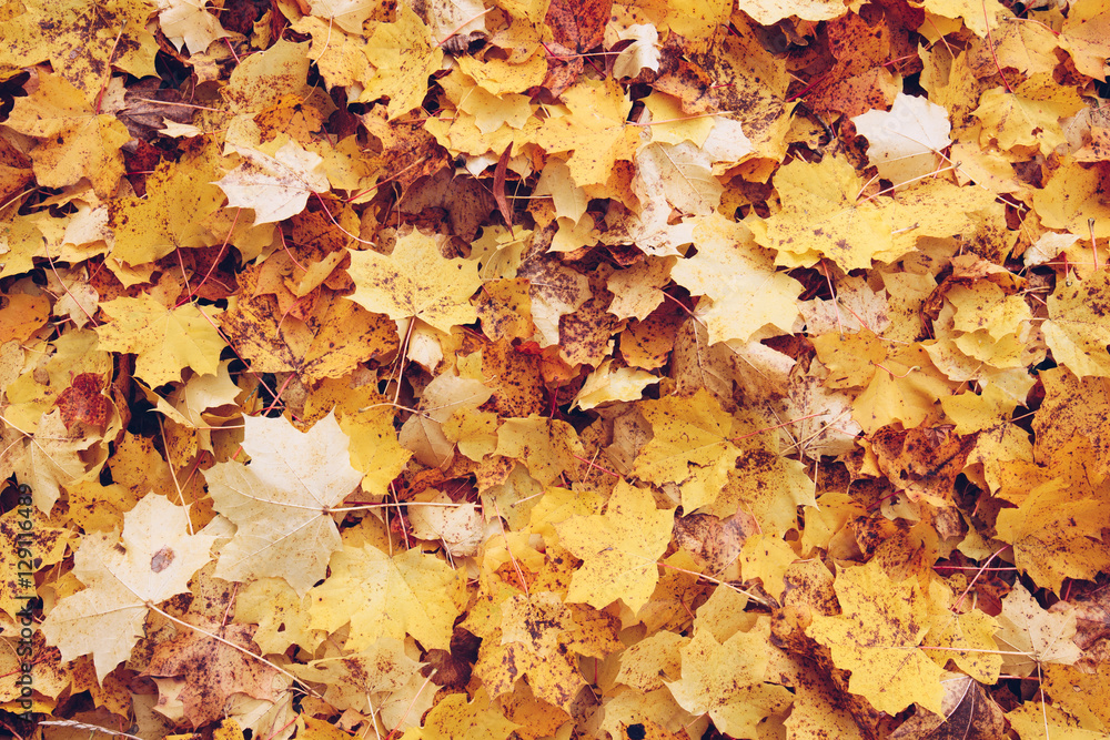 Red and Orange Autumn Leaves Background Red and Orange Autumn Leaves Background