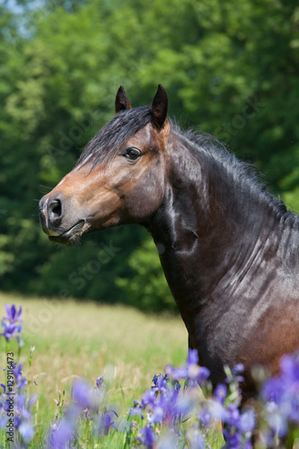 Portrait of nice welsh pony in blooming meadow