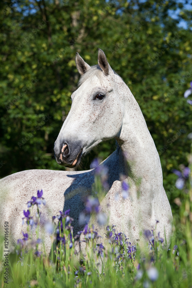 Portrait of nice white horse in blooming meadow Portrait of nice white horse in blooming meadow