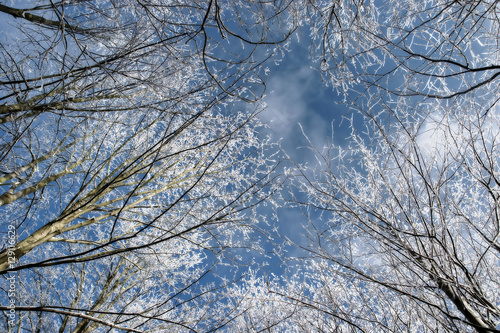 Winter Forest Landscape