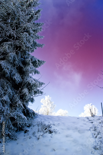 Winter Landscape Tree
