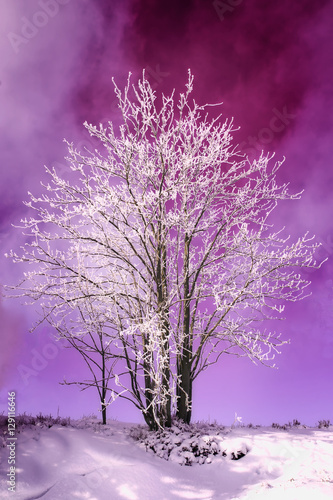 Winter Landscape Tree