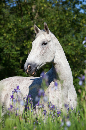 Portrait of nice white horse in blooming meadow