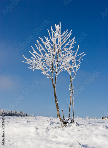 Winter Forest Landscape
