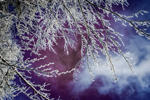 Winter Forest Landscape