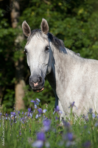 Fototapeta Naklejka Na Ścianę i Meble -  Portrait of nice white horse in blooming meadow