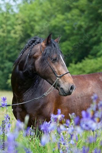 Fototapeta Naklejka Na Ścianę i Meble -  Portrait of nice welsh pony in blooming meadow