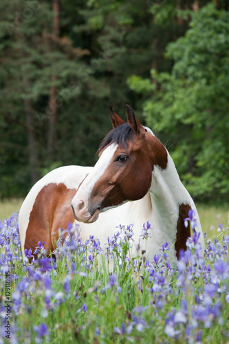 Portrait of nice paint horse in blooming meadow