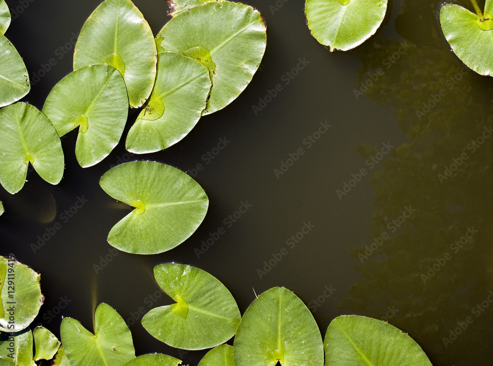 Lily Pads Lily Pads
