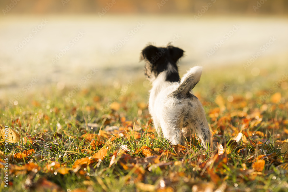 Dog puppy in autumnal winter from behind - 13 weeks old - jack russell terrier 