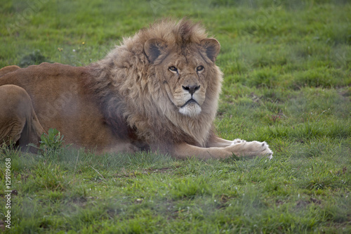 Fototapeta Naklejka Na Ścianę i Meble -   Lion