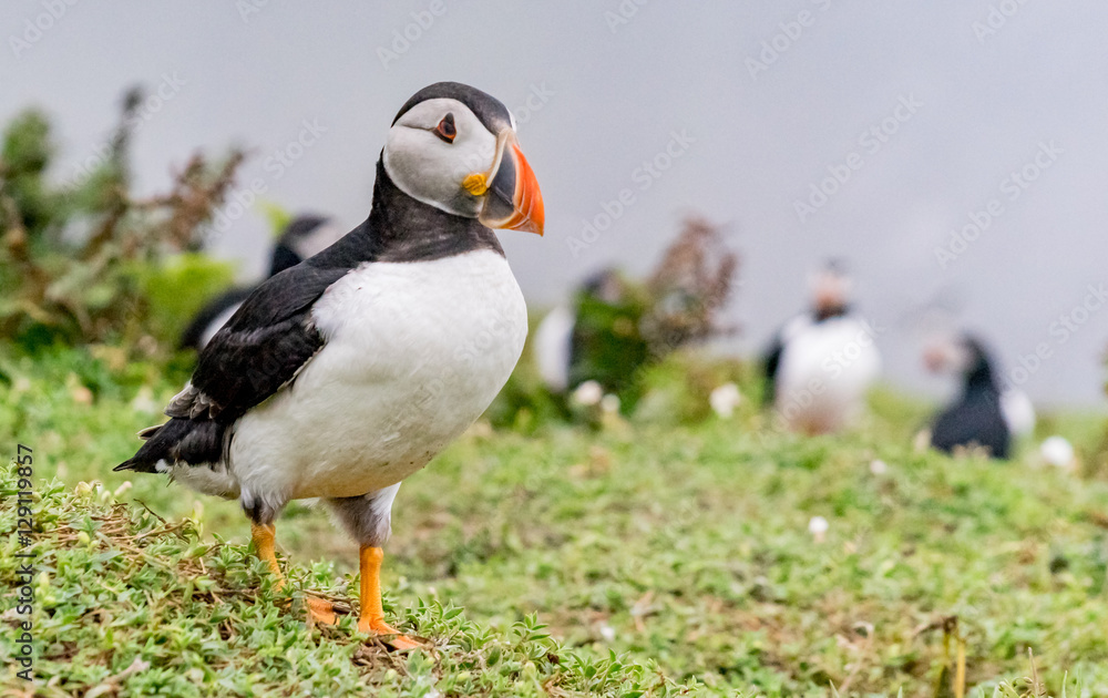 Obraz premium Puffins / Papageitaucher auf Skomer Island in Wales UK