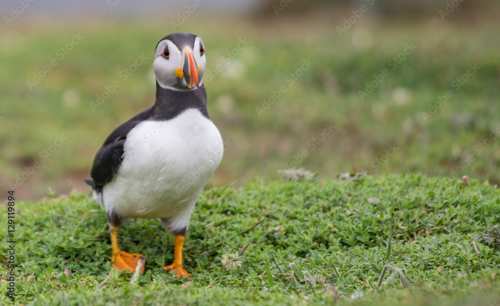 Puffins / Papapageitaucher auf Skomer Island in Wales UK Puffins / Papapageitaucher auf Skomer Island in Wales UK