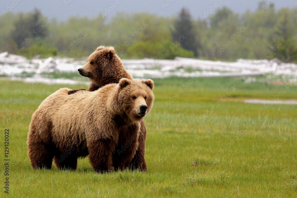 Grizzly Bear Mom and Cub
