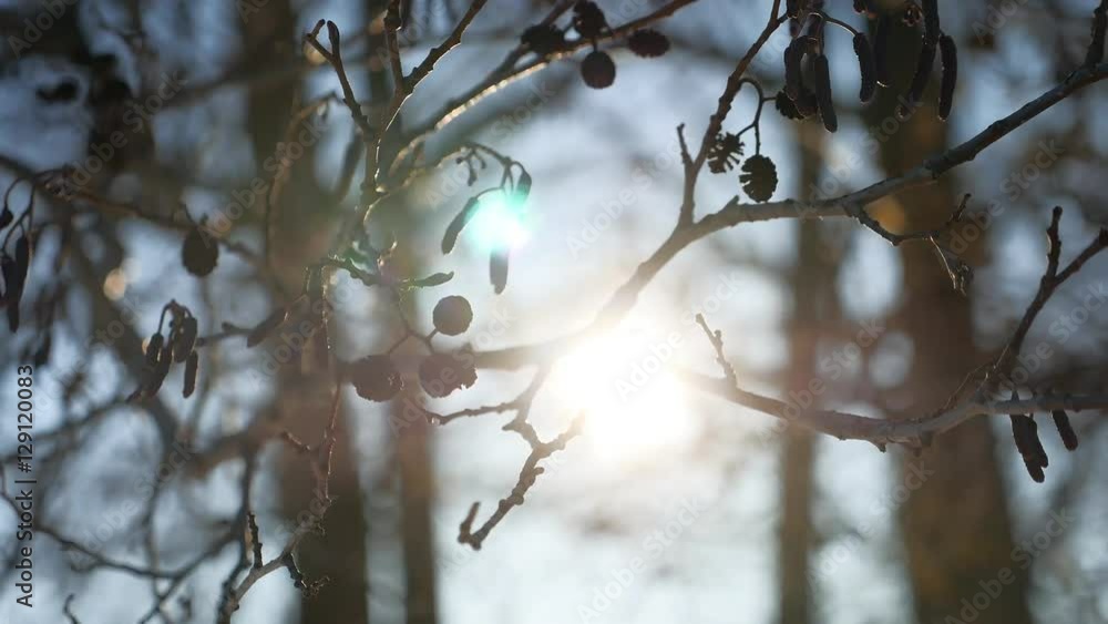 alder tree branch buds swaying in wind spring nature offensive landscape